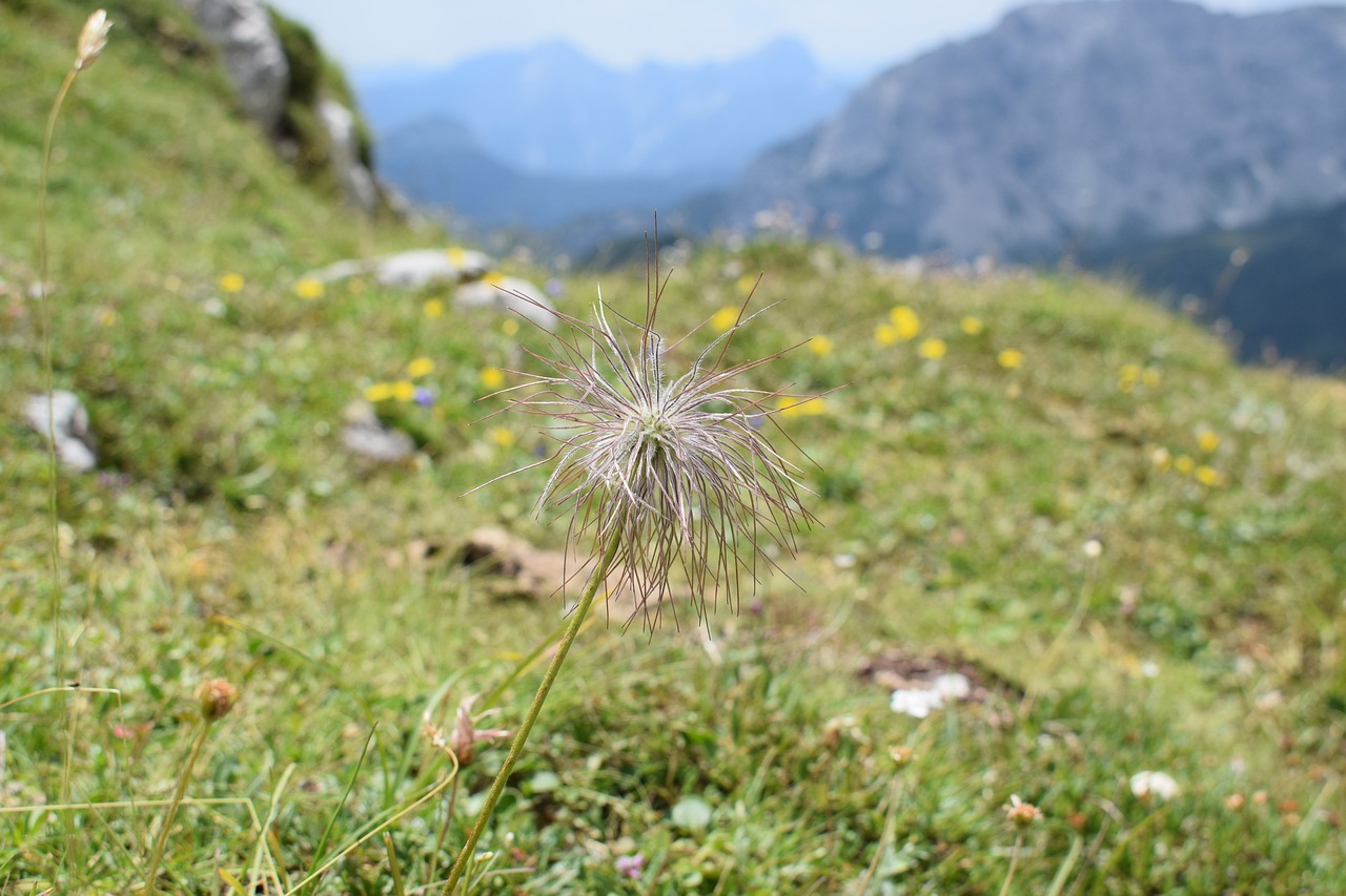 揭秘山乌桕流蜜条件，自然与人工的双重呵护，山乌桕流蜜条件，，山乌桕流蜜奥秘，自然与人工养护揭秘